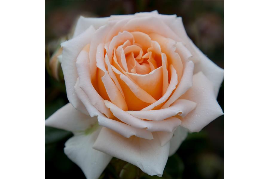 Rose Love Me Do
